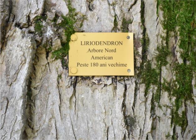 180 éves liliodendron